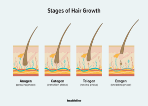 Stages_of_hair_growth