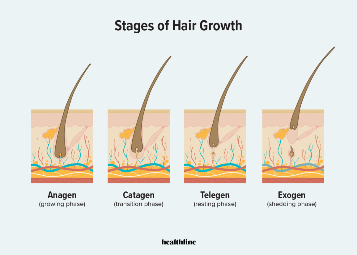 Stages_of_hair_growth